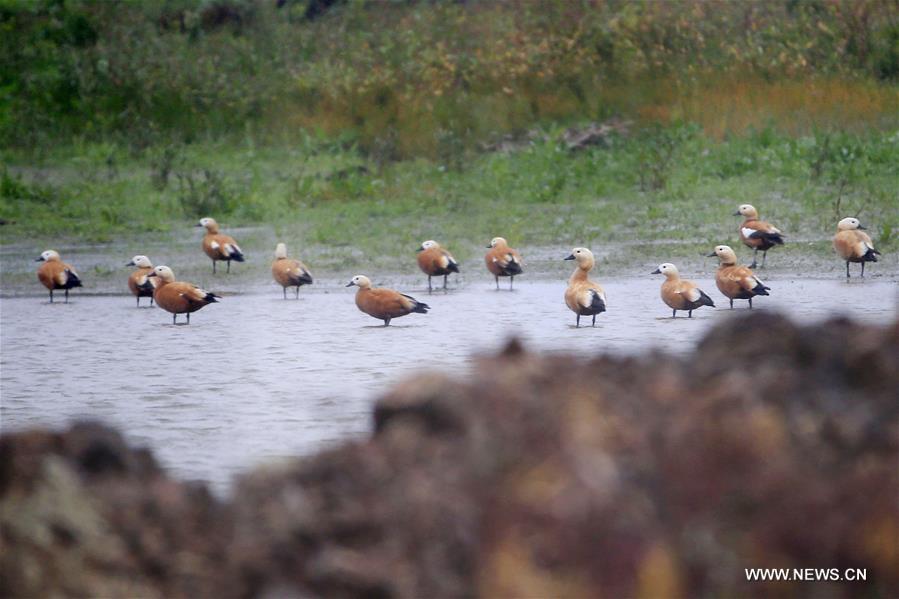 عودة الطيور المهاجرة إلى جيانغسو بفضل تحسن البيئة المتواصل