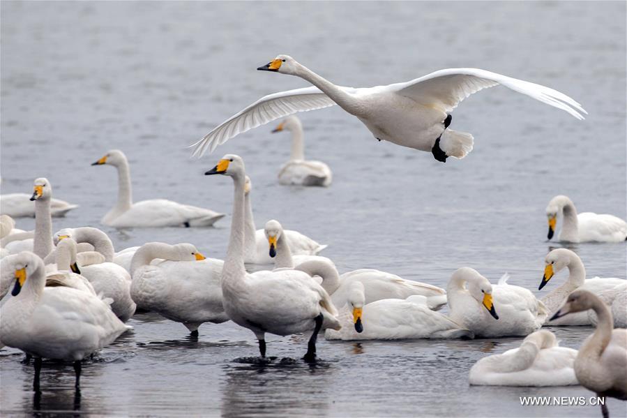 عودة الطيور المهاجرة إلى جيانغسو بفضل تحسن البيئة المتواصل
