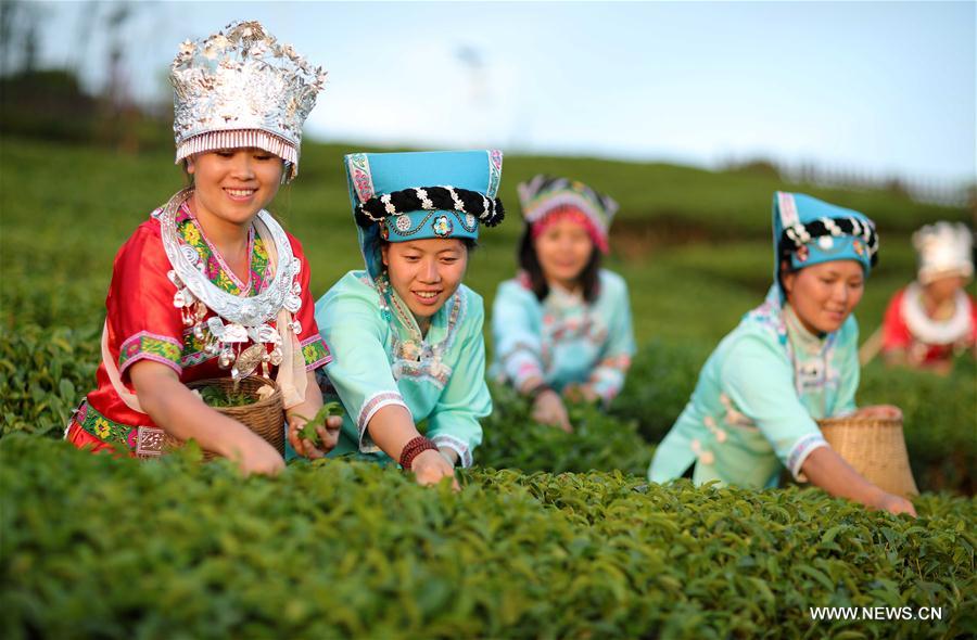 نمو صادرات الشاي من مقاطعة قويتشو جنوب غربي الصين