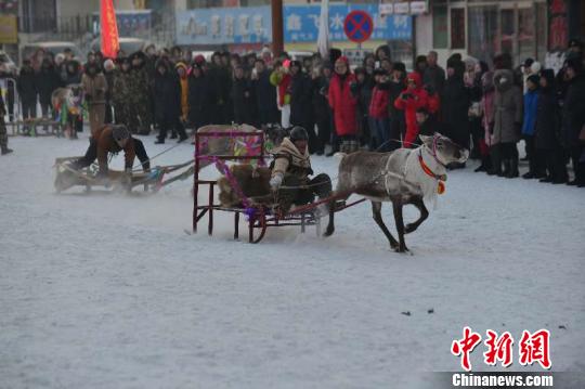 بالصور: سباق الزلاجات عند آخر قبيلة تستخدم غزال الرنة في الصين