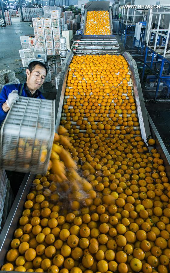 حصاد البرتقال في وسط الصين