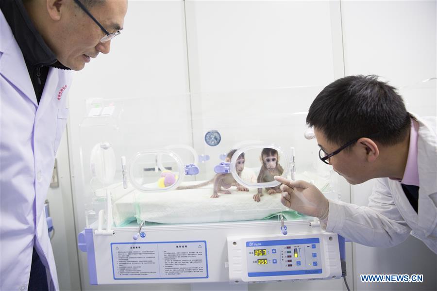 الصين تنجح في استنساخ أول قرد من فصيلة المكاك في العالم