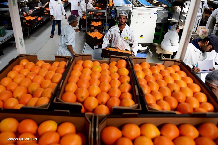 مصر ثالث أكبر مصدر للبرتقال 