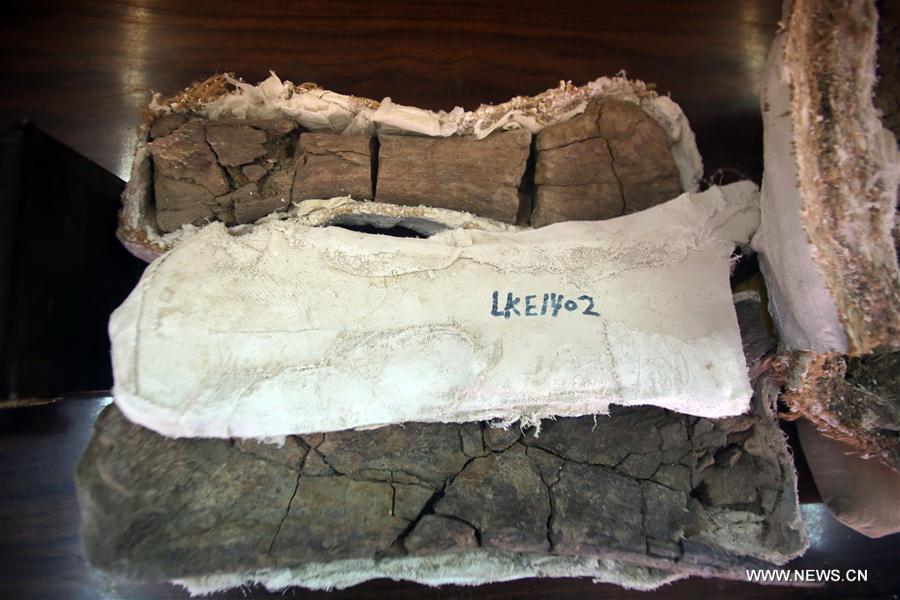 مقالة : اكتشاف مصر ديناصور نادر يؤكد وجود اتصال بين أفريقيا وأوربا منذ 80 مليون سنة