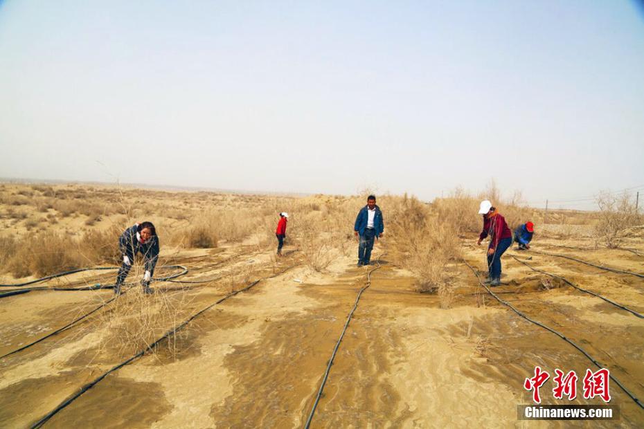 عشرون سنة من مكافحة التصحر في مدينة صحراوية بشينجيانغ