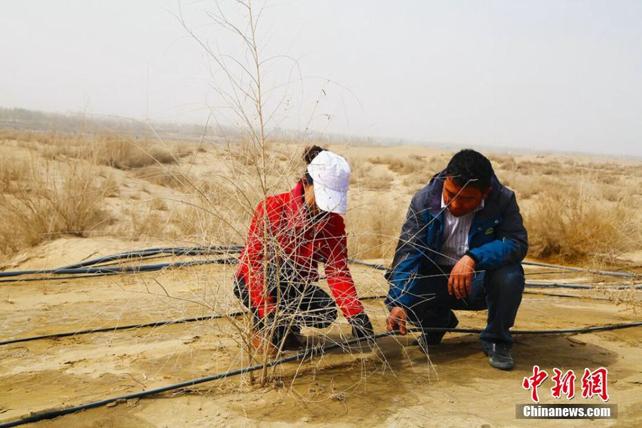عشرون سنة من مكافحة التصحر في مدينة صحراوية بشينجيانغ