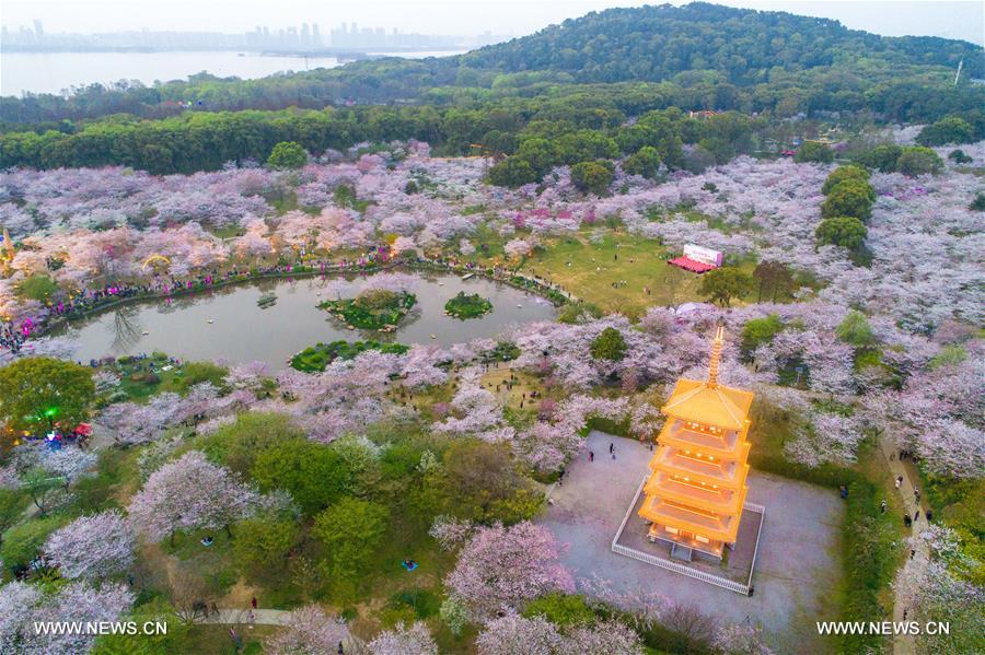 منظر خلاب لتفتح زهور الكرز في مدينة ووهان