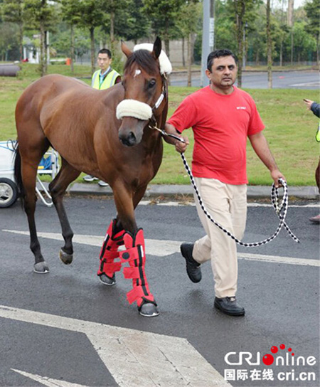 الخيول الإماراتية تشارك في سباق الخيول الدولي بتشنغدو