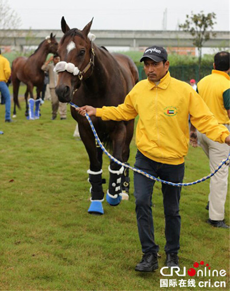 الخيول الإماراتية تشارك في سباق الخيول الدولي بتشنغدو