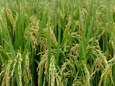 الصين تبدأ تجربة زراعة أرز البحر على نطاق واسع هذا العام