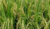 الصين تبدأ تجربة زراعة أرز البحر على نطاق واسع هذا العام