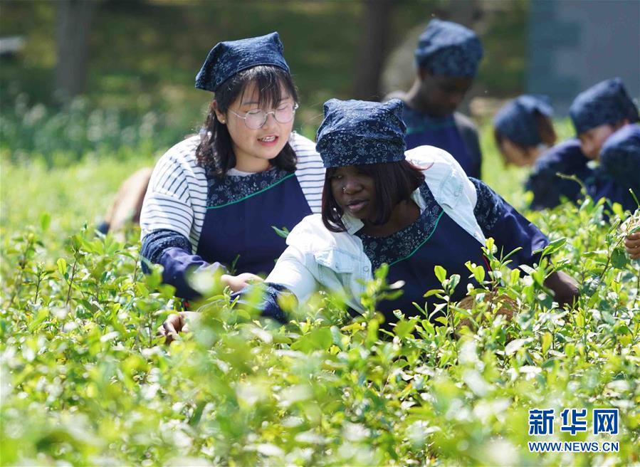 طلاب أجانب يجربون ثقافة الشاي الصيني فى جيانغسو