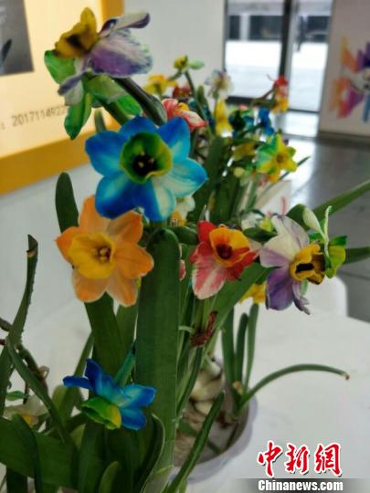 تلاميذ صينيون ينجحون في تربية زهور النرجس الملونة