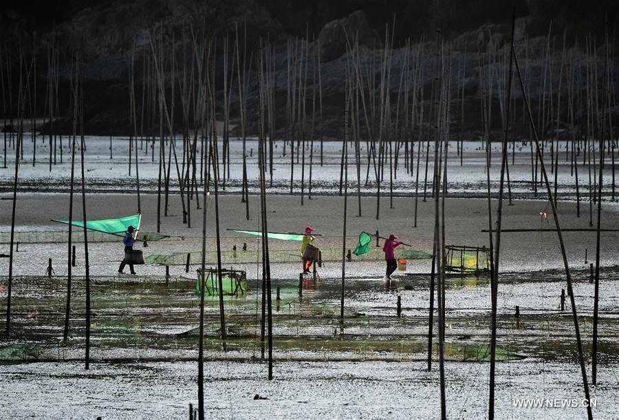 الشاطئ الطيني يجذب أكثر من 3 ملايين زائر في الصين