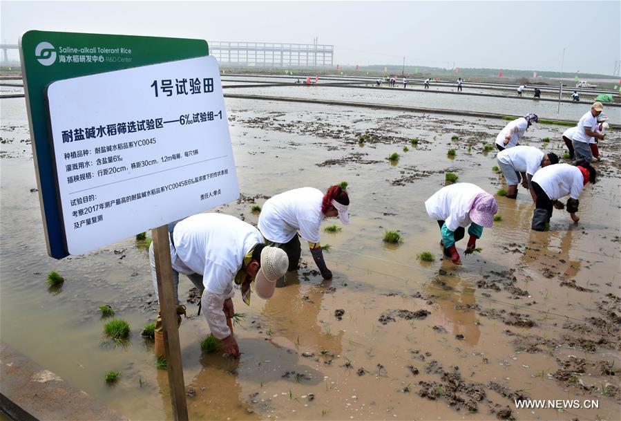 الصين تختبر زراعة الأرز بأراض مالحة لزيادة إنتاجها بواقع 30 مليار كلغ