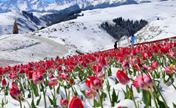 زهور الزنبق تزهر في الثلج بمنطقة جيانغ بو لا كه في شينجيانغ الصينية