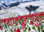 زهور الزنبق تزهر في الثلج بمنطقة جيانغ بو لا كه في شينجيانغ الصينية