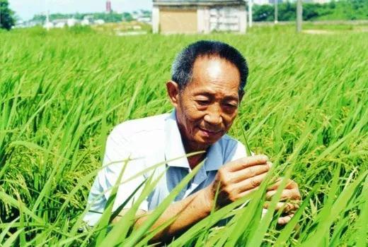 علماء صينيون ينجحون في زراعة الأرز في صحراء دبي