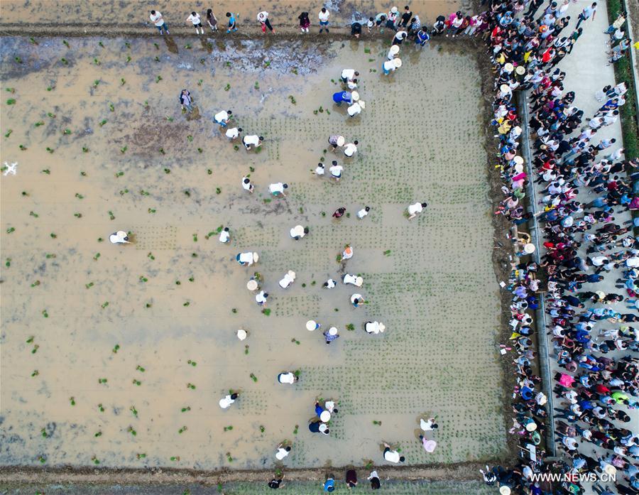 مسابقة غرس شتلات الأرز في شرقي الصين