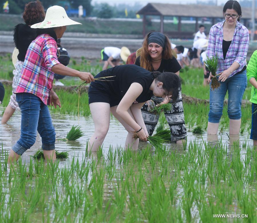 مسابقة غرس شتلات الأرز في شرقي الصين