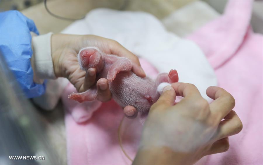ولادة أول توأم من ذكر وانثى الباندا هذا العام في جنوب غرب الصين