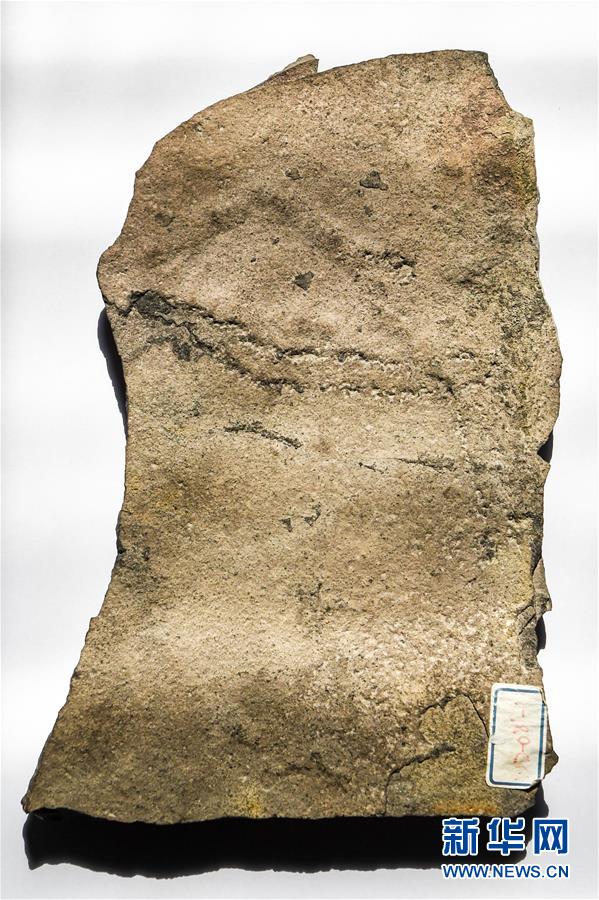 اكتشاف أقدم آثار أقدام الحيوانات على الأرض في الصين