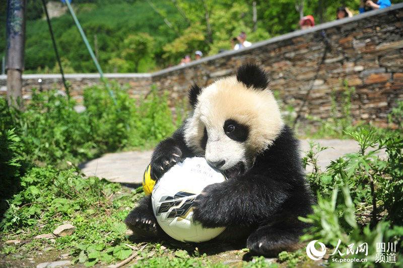 بالصور: الباندا العملاقة تحتفي بكأس العالم على طريقتها