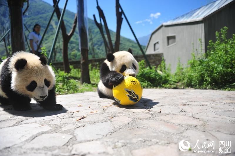 بالصور: الباندا العملاقة تحتفي بكأس العالم على طريقتها