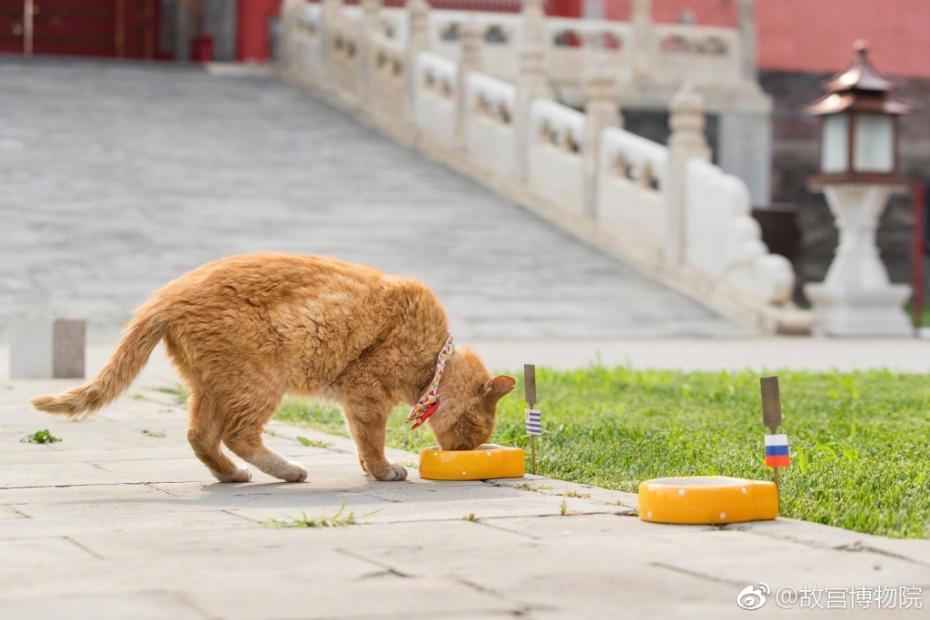 وفاة القط الصيني العرّاف، الذي تنبأ بنتائج كأس العالم