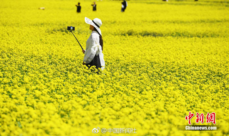 زهور السلجم تتفتح في منتجع جبلي بشمال غرب الصين