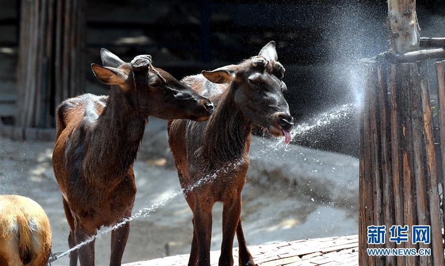 صور ظريفة للحيوانات وهي تتبرد في فصل الصيف