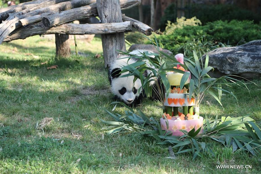 فرنسا تحتفل بعيد ميلاد شبل الباندا العملاقة 