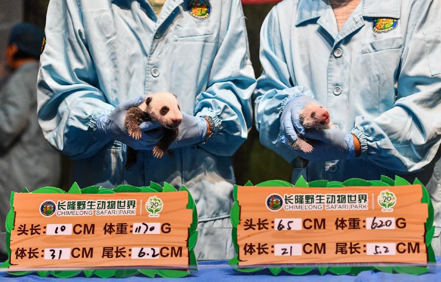 مسؤول: تقليل خطر انقراض الباندا العملاقة في الصين