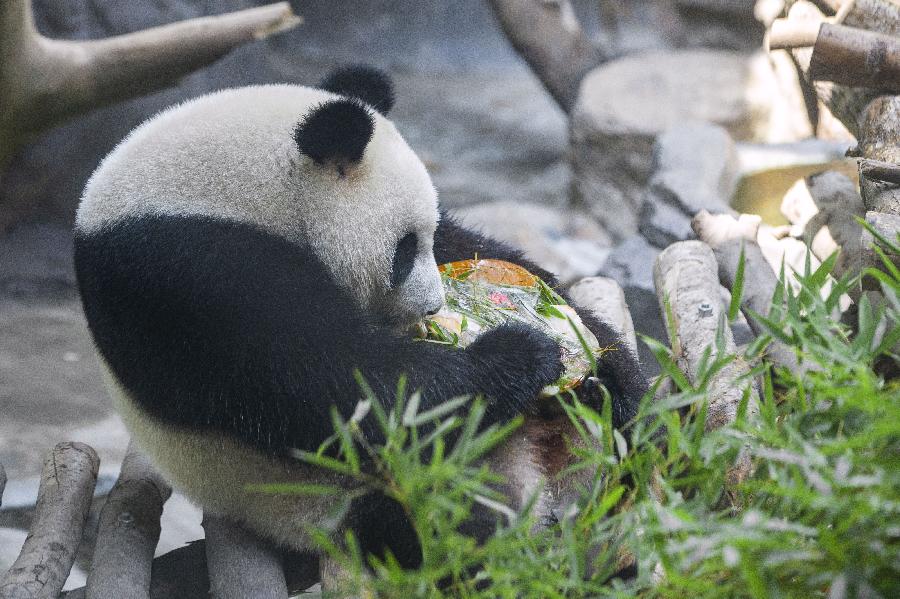 مسؤول: تقليل خطر انقراض الباندا العملاقة في الصين