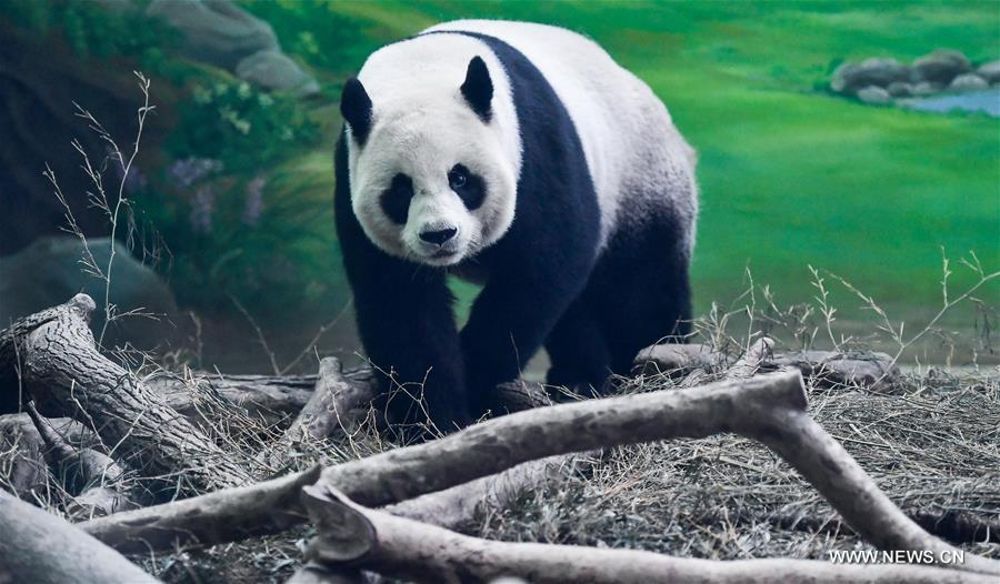 حديقة الحيوانات في مدينة تايبي تحتفل بعيد ميلاد الباندا 