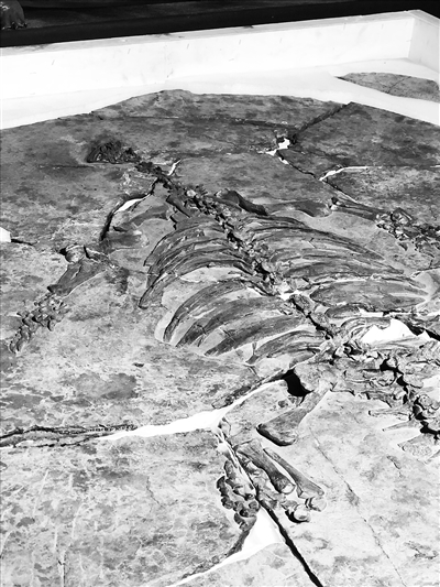 عرض هيكل عظمي لسلحفاة متحجرة تعود إلى نحو 228 مليون سنة في الصين