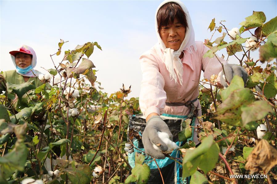 أعمال زراعية في فصل الخريف في أنحاء الصين