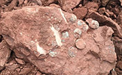 العثور على 15 أحفورا لبيض الديناصور في إيوو