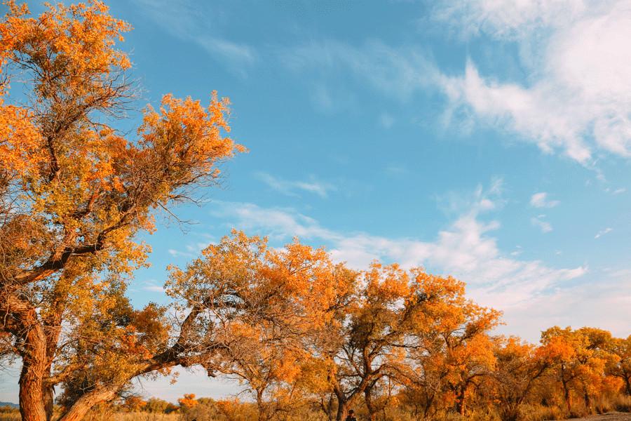 أشجار الحوْر ترتدي لون الخريف في كارماي بإقليم شينجيانغ