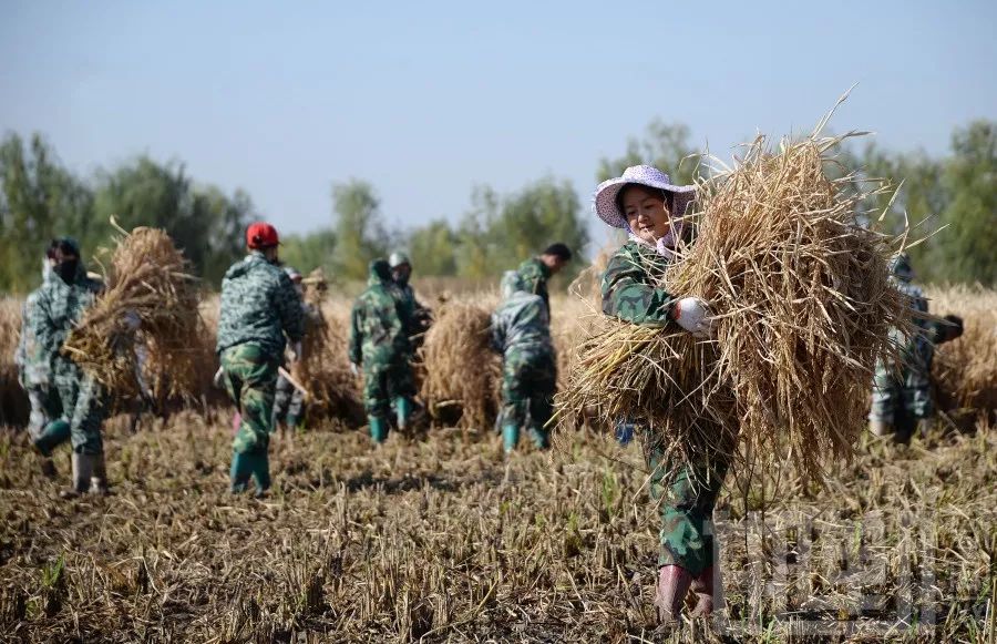 إنتاج الأرز الهجين في الصين يصل إلى مستوى مرتفع جديد