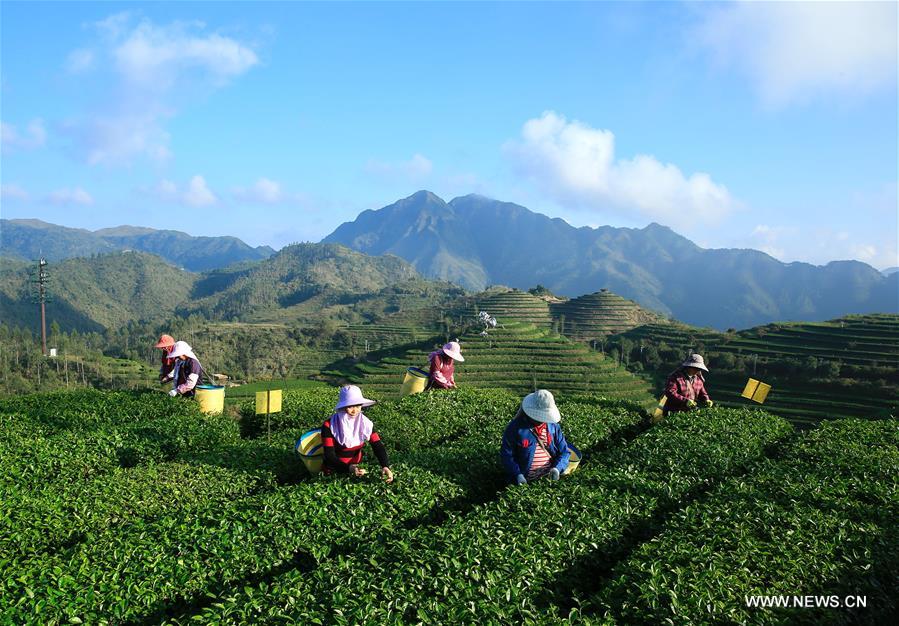 انطلاق موسم لقطف أوراق الشاي في مدينة تشانغتشو بمقاطعة فوجيان
