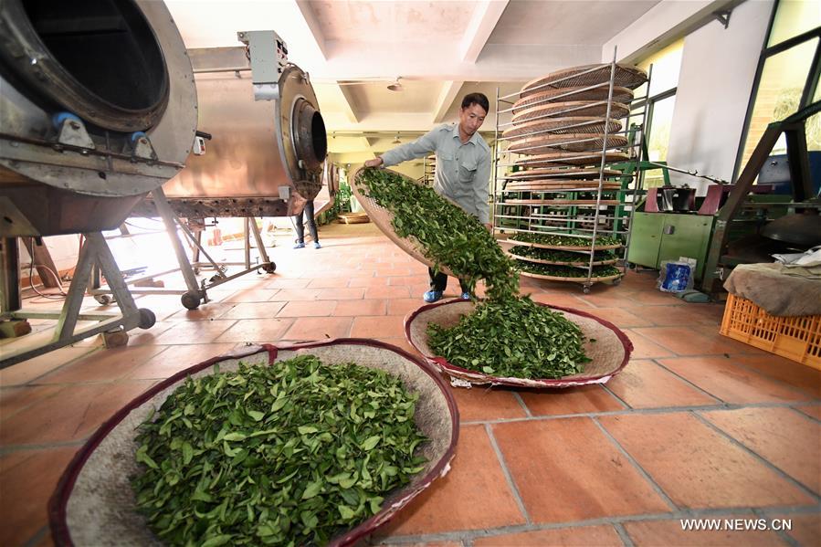 انطلاق موسم لقطف أوراق الشاي في مدينة تشانغتشو بمقاطعة فوجيان