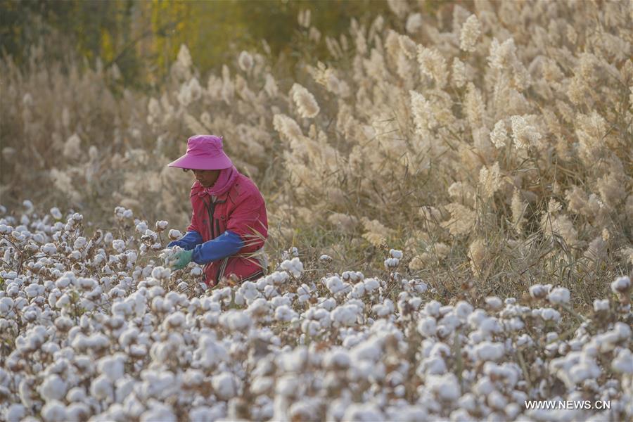 انطلاق موسم الحصاد للقطن في منطقة شينجيانغ الويغورية الذاتية الحكم