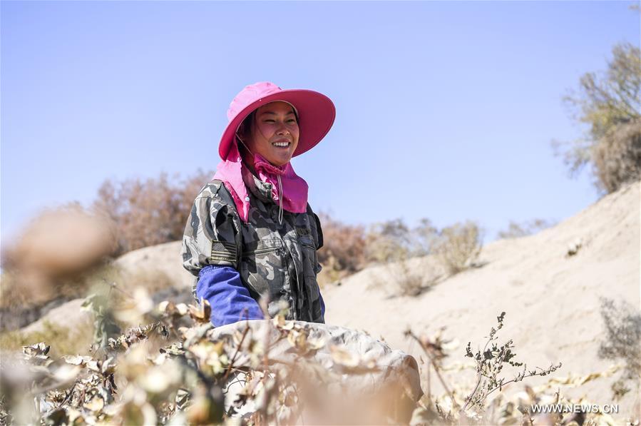انطلاق موسم الحصاد للقطن في منطقة شينجيانغ الويغورية الذاتية الحكم
