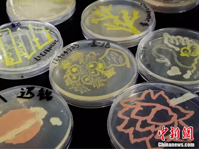 طلاب صينيون يرسمون بالبكتيريا