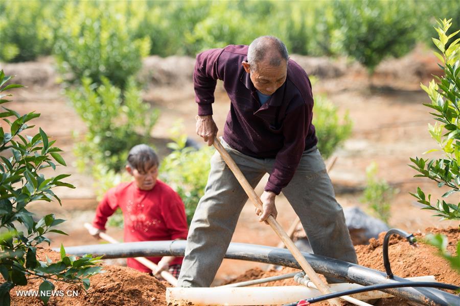 زراعة أشجار الفواكه لتخفيف حدة الفقر في قرية طبيعة هونغشان بمقاطعة هونان
