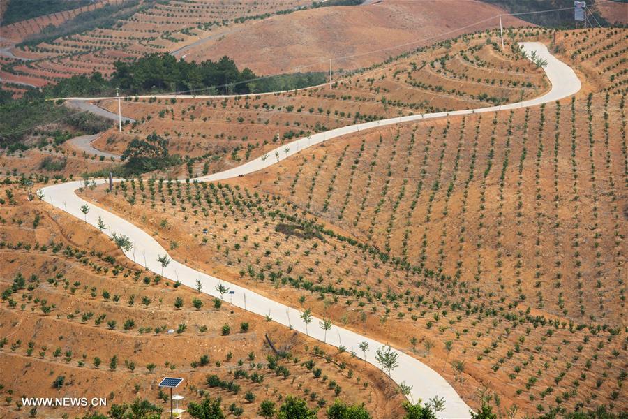 زراعة أشجار الفواكه لتخفيف حدة الفقر في قرية طبيعة هونغشان بمقاطعة هونان