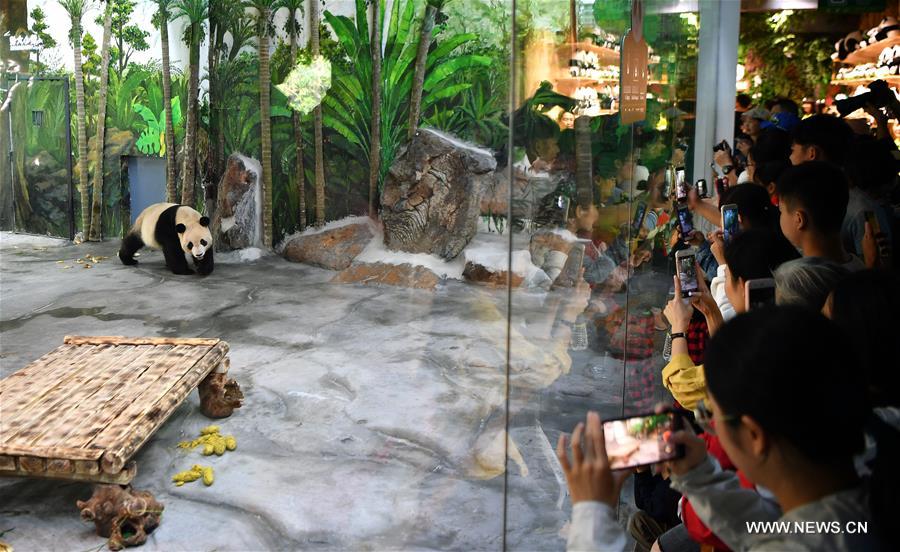 ظهور أول توأمي باندا عملاقة يتم توطينهما في هاينان أمام الجمهور