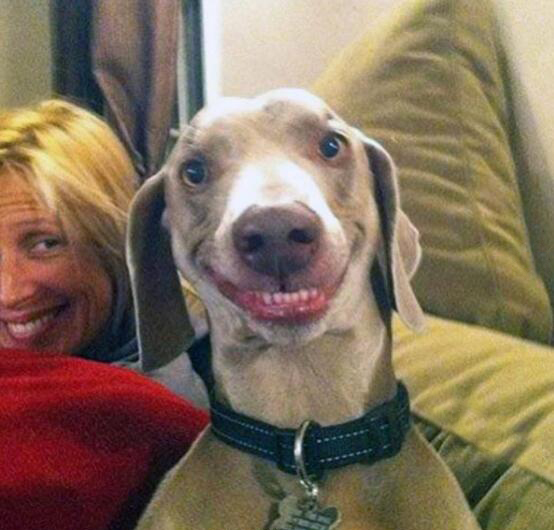 صور ظريفة: كلاب تتظاهر بالضحك