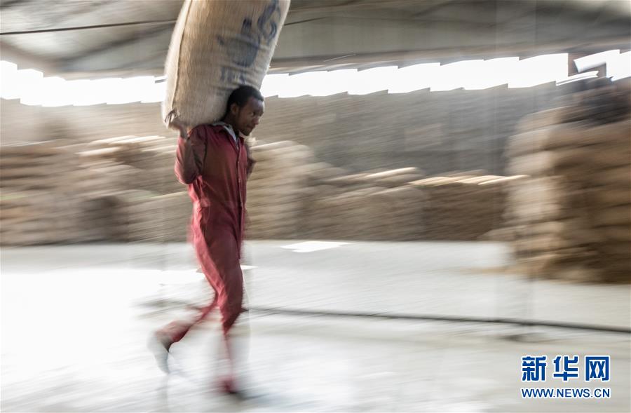 من أثيوبيا إلى الصين: رحلة حبوب البن على طريق 